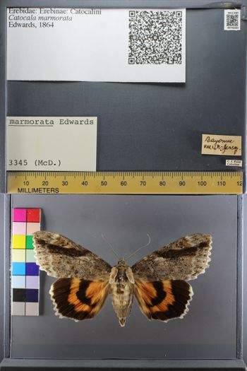 Media type: image;   Entomology 748382